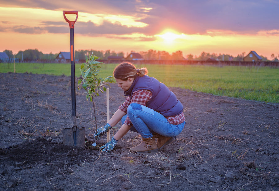 Learn about Tree and Plant Care