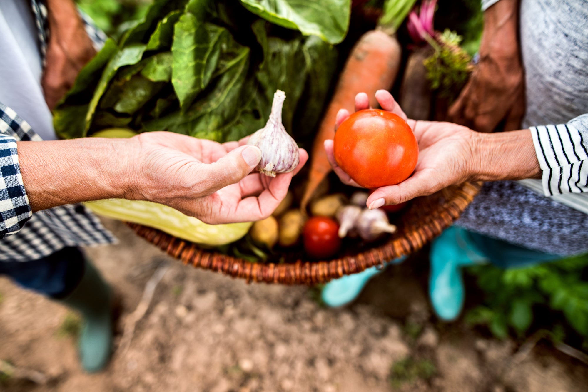 DIY Ways to Protect Your Garden