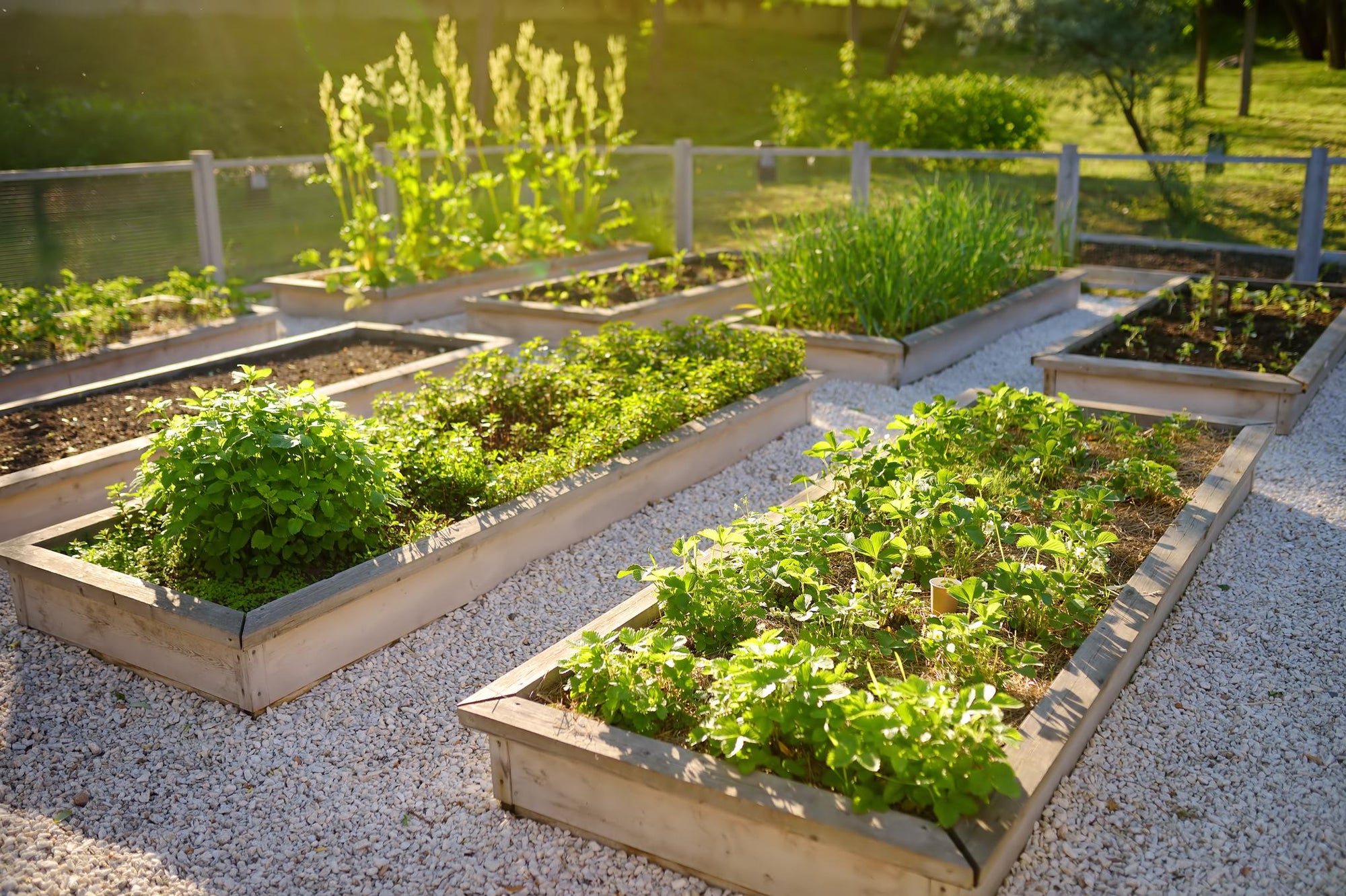 Raised Bed Gardening Guide for Beginners