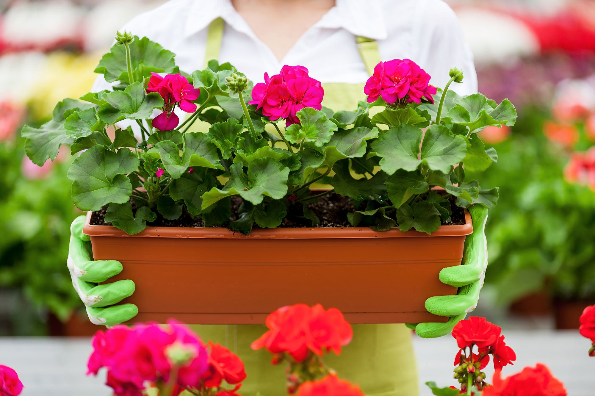 How to Grow Geraniums