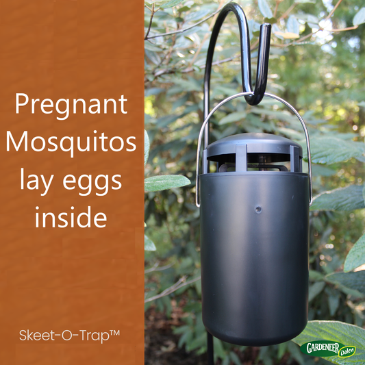 how to kill back yard mosquitos