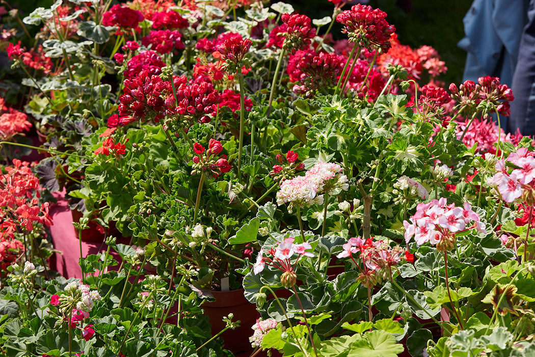 geranium-plants-and-flowers-in-spring-sunlight