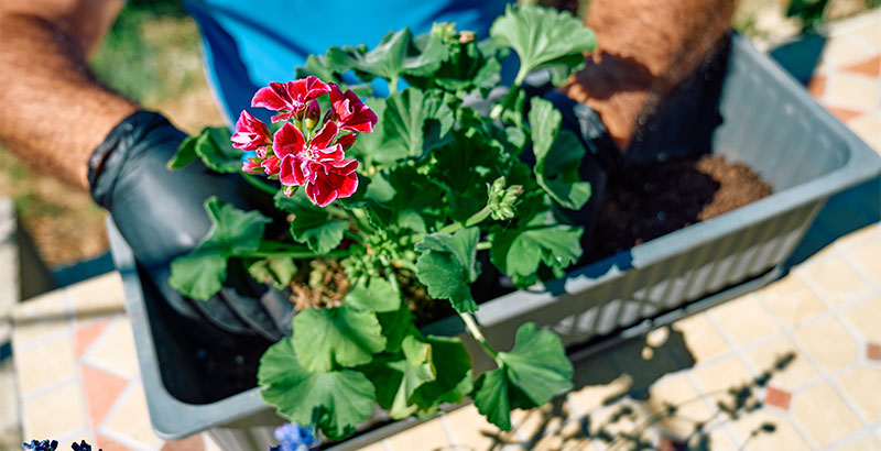 hands-of-a-man-with-black-gloves-replanting-geraniums