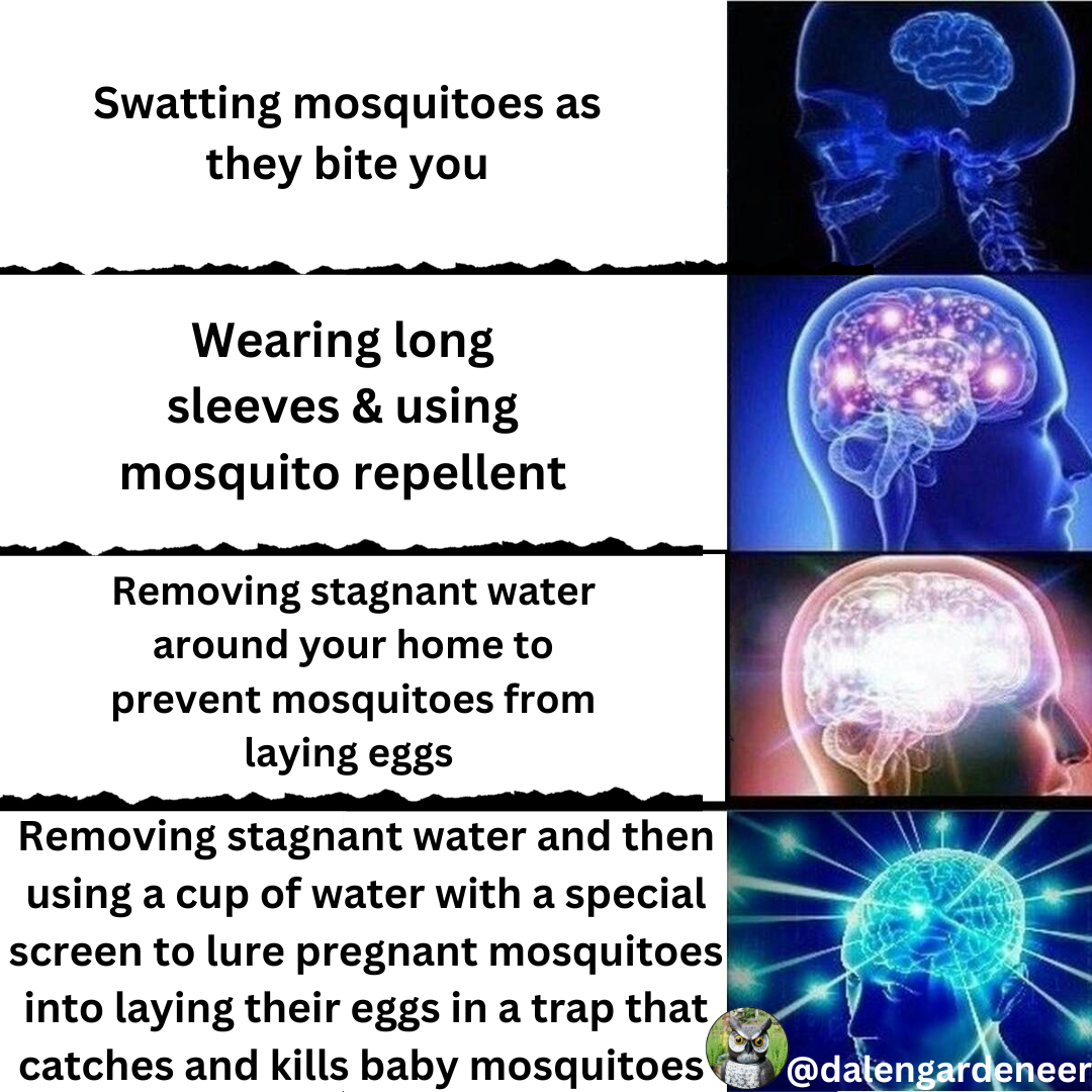 after removing stagnant water use a cup of water with a special screen to lure pregnant mosquitoes into laying their eggs in a trap that kills baby mosquitoes 