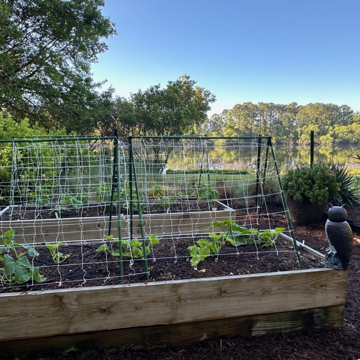 owl guarding the vertical trellis net garden 