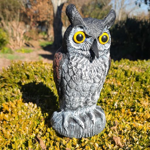 Baby Scarecrow Owl - Great Horned Owlet