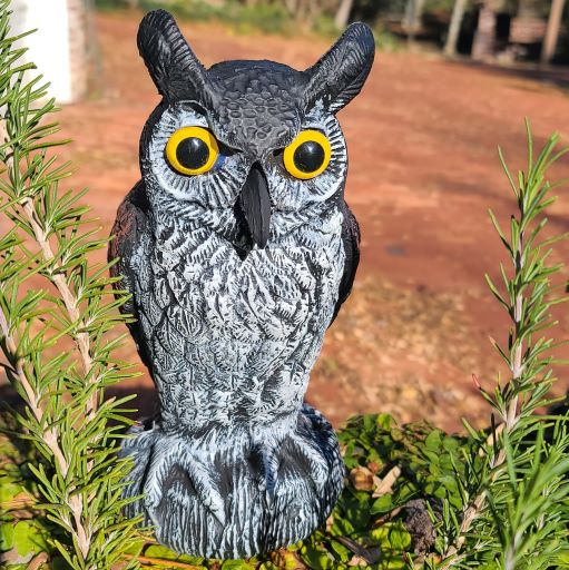 Baby Scarecrow Owl - Great Horned Owlet