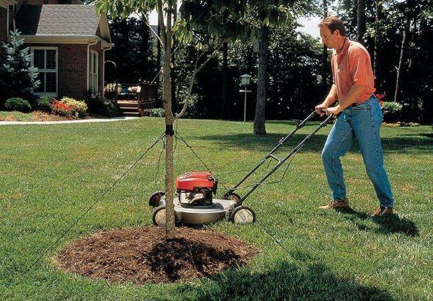 mowing and trimming around trees