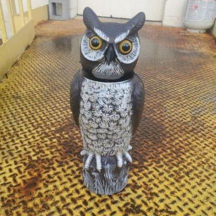 tiger owl watches over back porch